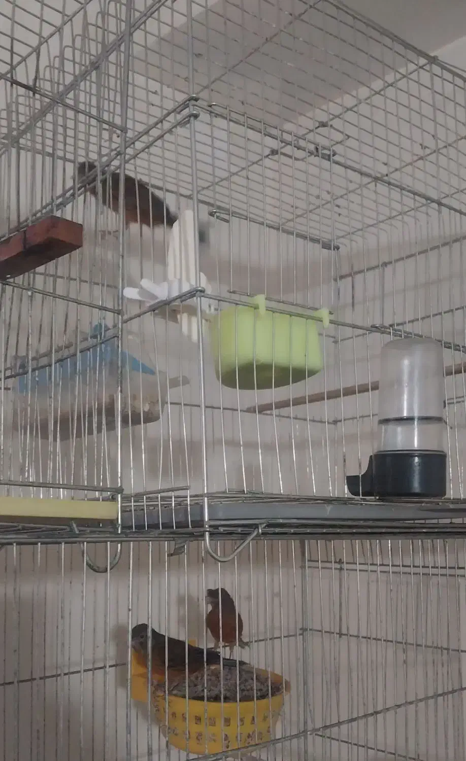 تعداد. سه عدد قناری نر. نژاد دارچینی|پرنده|بجنورد, |دیوار