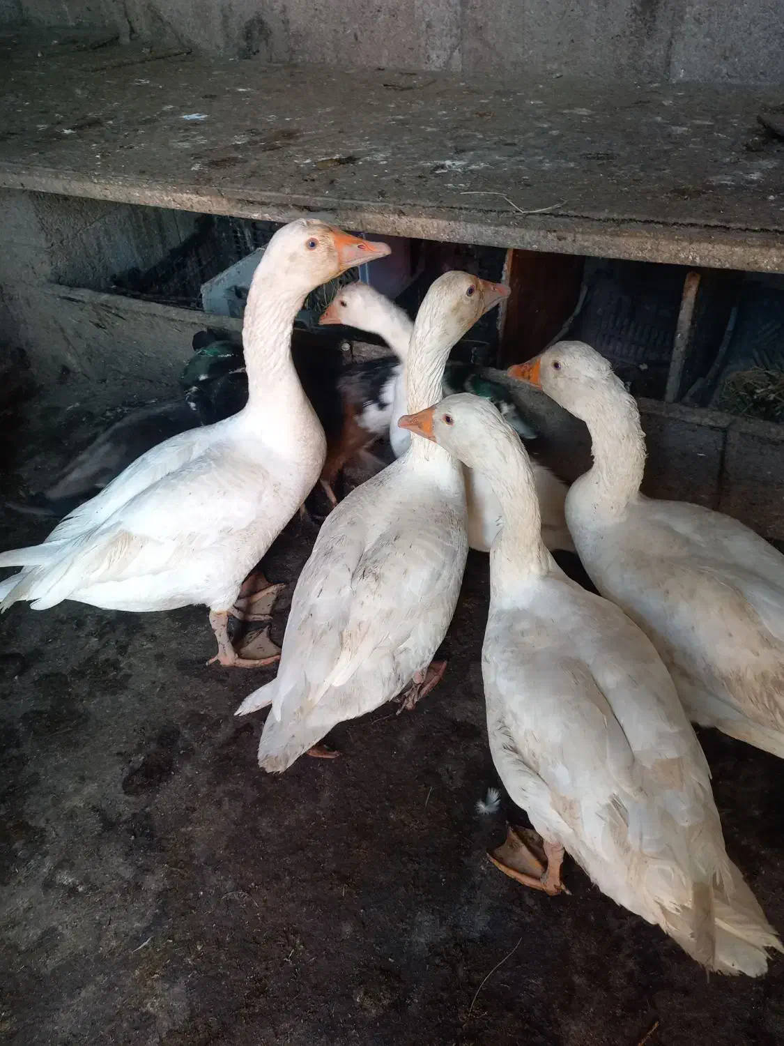 غاز|حیوانات مزرعه|رشت, حومه رشت|دیوار