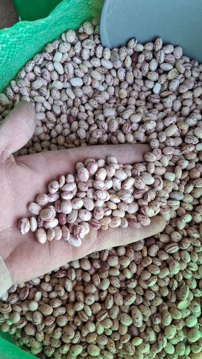 فروش لوبیا چیتی بوجار درجه یک|عمدهفروشی|رودشت (چهارمحال و بختیاری), |دیوار