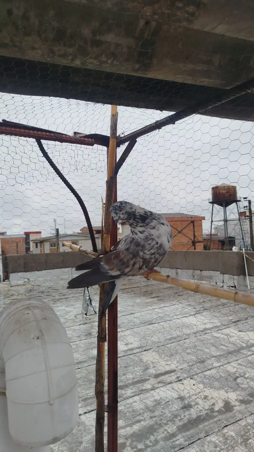 کبوتر پرشی جوجه کشی|پرنده|فاضل آباد, |دیوار