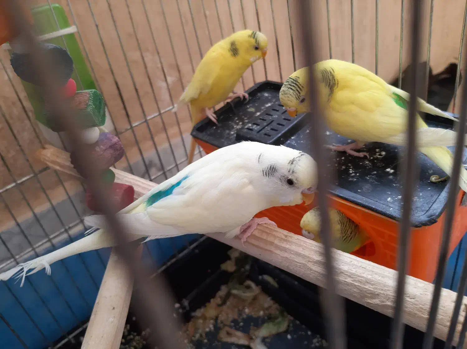 یه جفت مرغ عشق با دوتا جوجه شش ماهه|پرنده|کرمانشاه, |دیوار