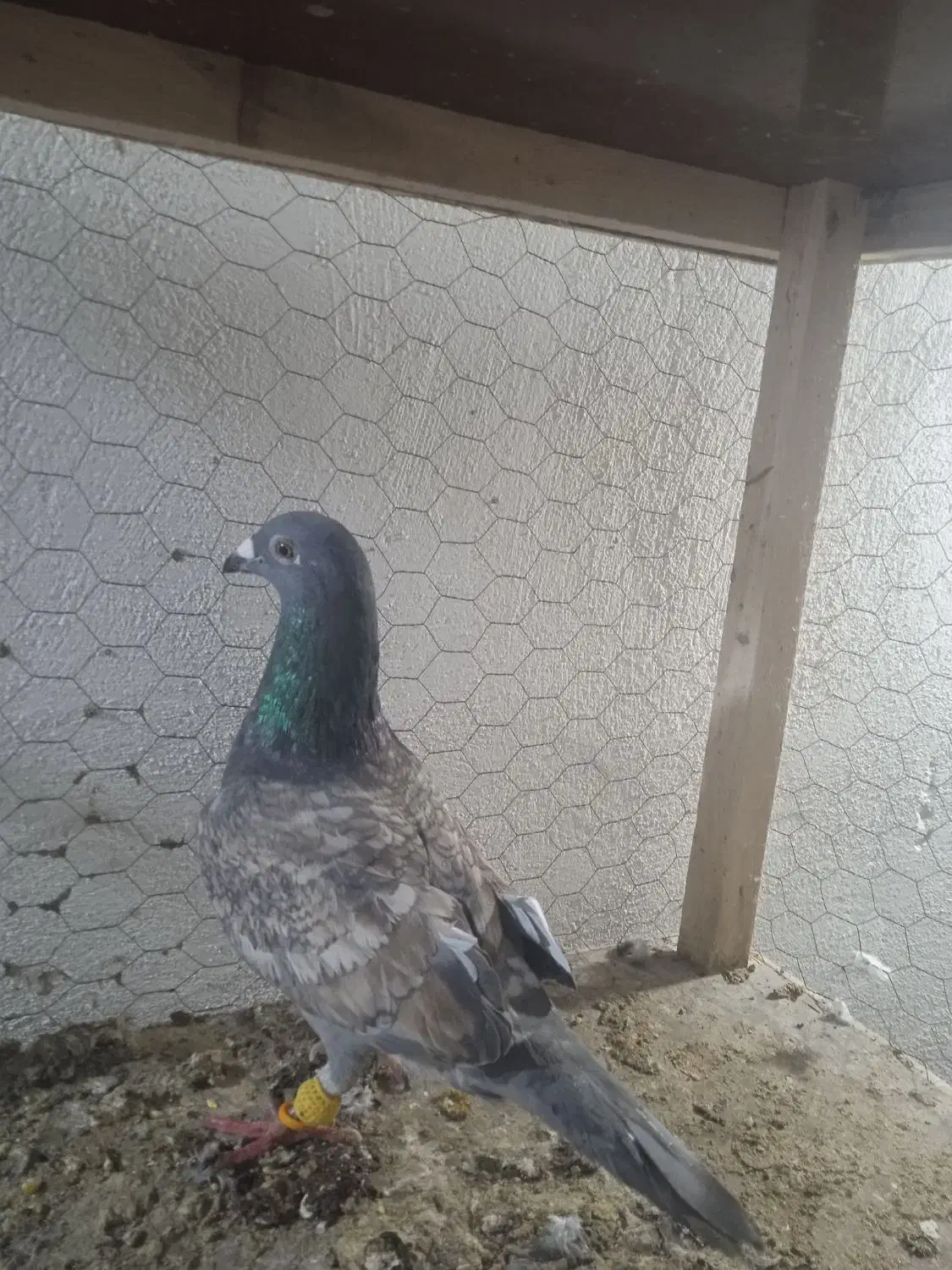 قره طاوسی|پرنده|مه ولات, |دیوار