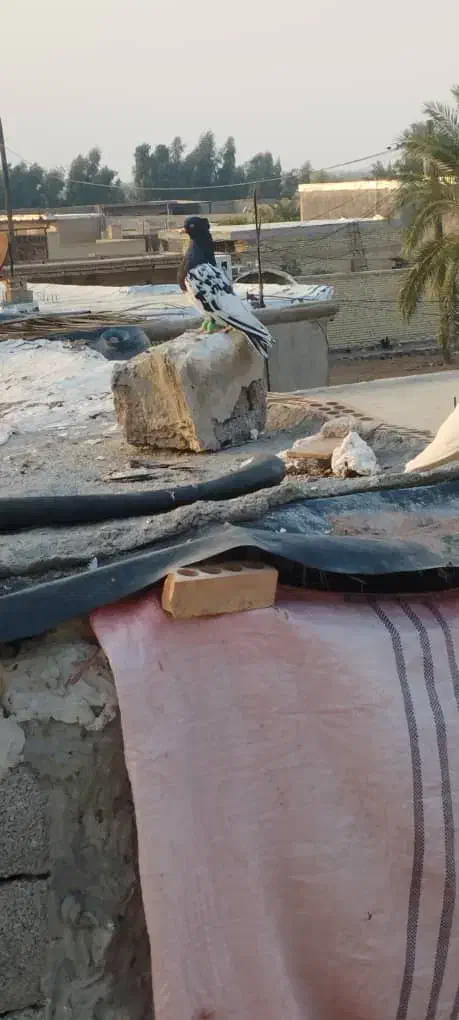 کبوتر|پرنده|شوشتر, |دیوار