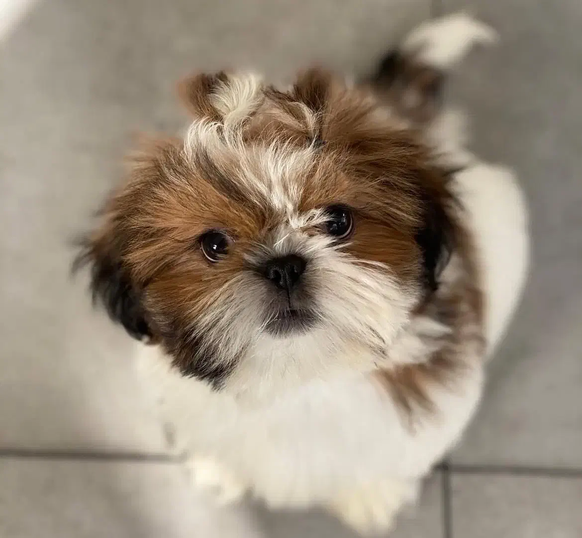 شیتزو سوپر فلت|سگ|تهران, پونک|دیوار