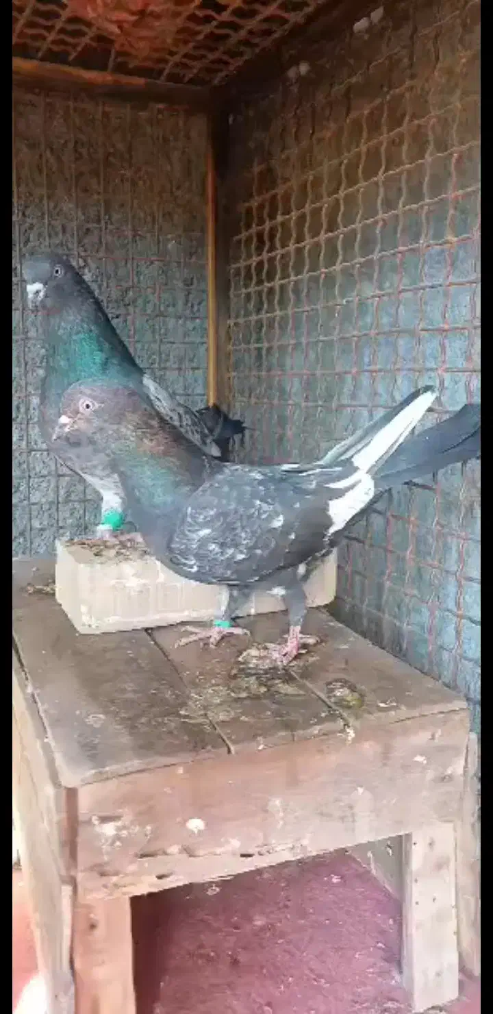 کبوتر تاپ جفت درجه یک|پرنده|شوش, |دیوار