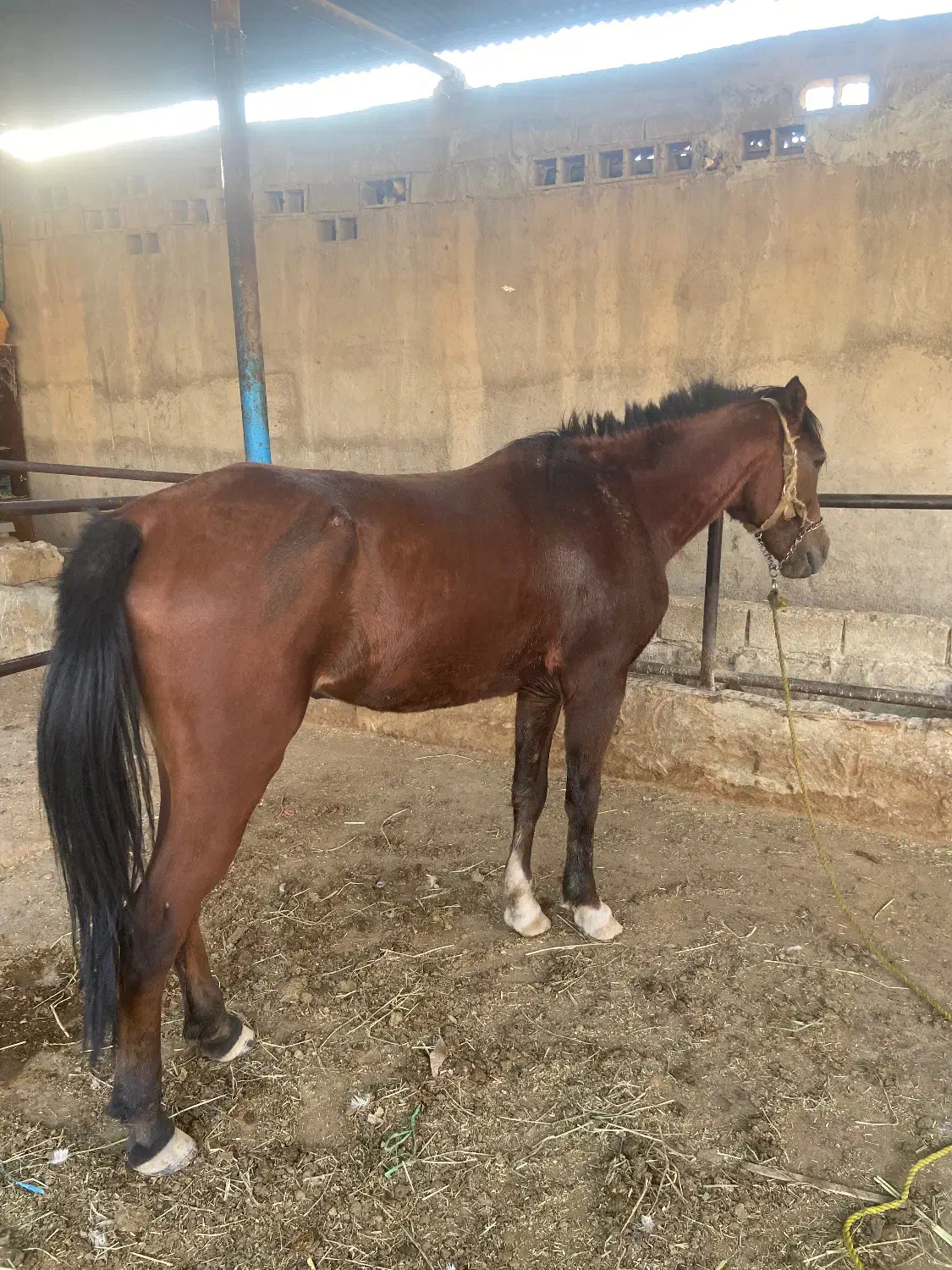 اسب مادیون|اسب و تجهیزات اسبسواری|اهواز, سید خلف|دیوار