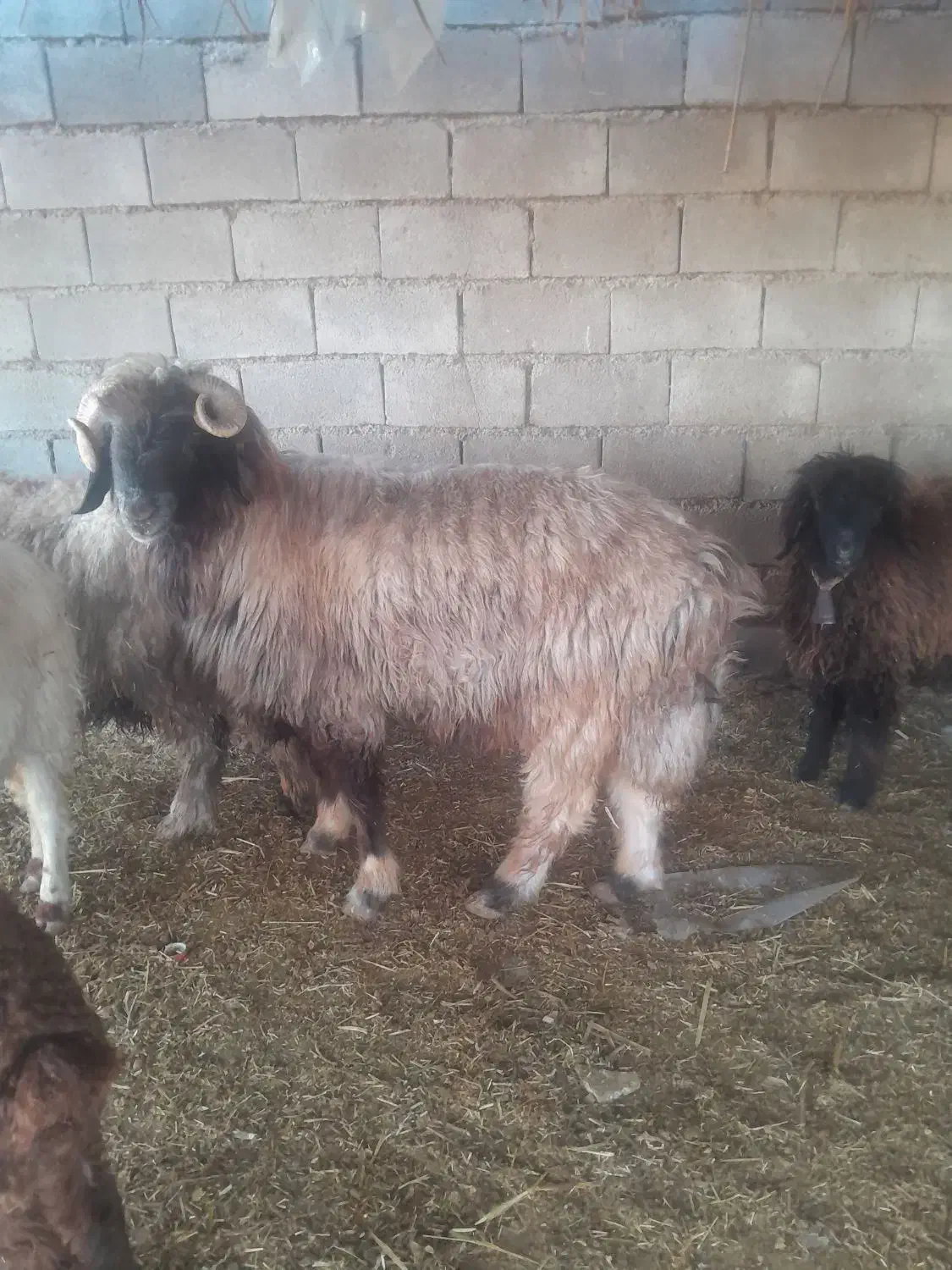 ۱عددنرمیش|حیوانات مزرعه|شوشتر, |دیوار