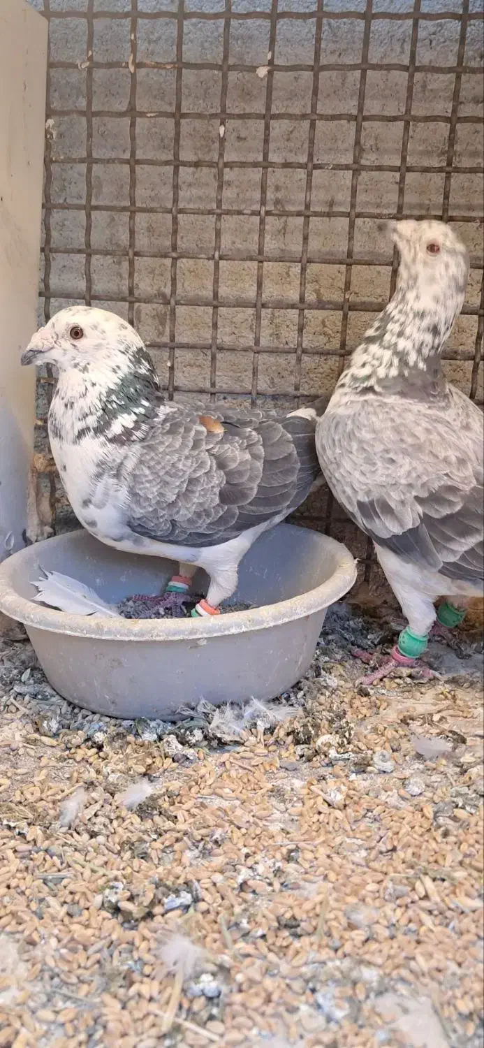 سوسکی بزک|پرنده|تربت‌حیدریه, داروپخش|دیوار