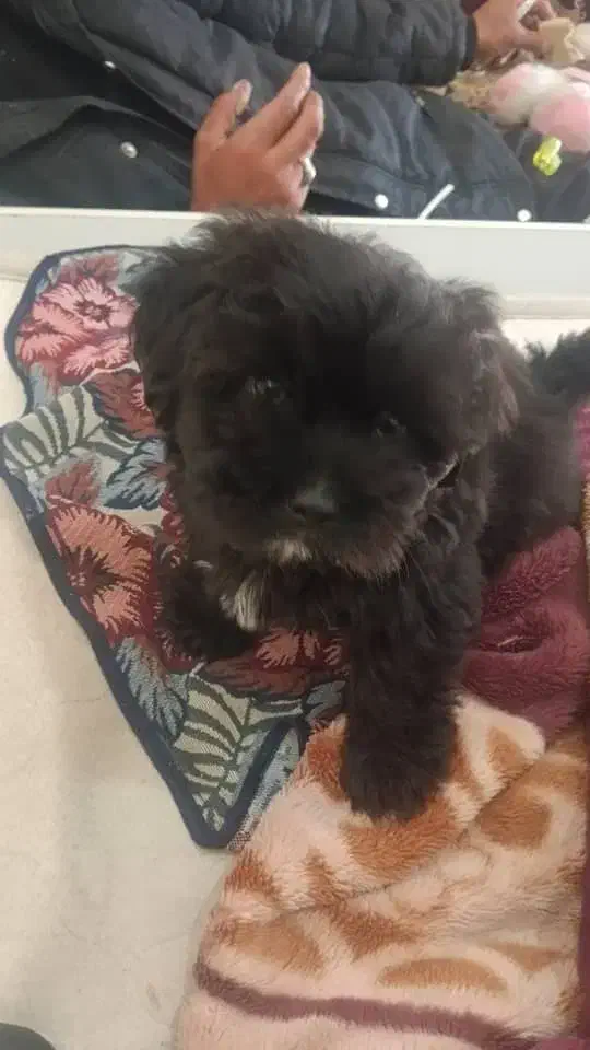 فروش توله سگ پامرانین|سگ|آمل, |دیوار