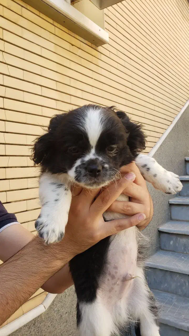 نر و ماده|سگ|سهند, |دیوار