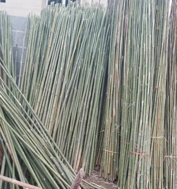 پای نهال بامبو|گل و گیاه طبیعی|فومن, |دیوار