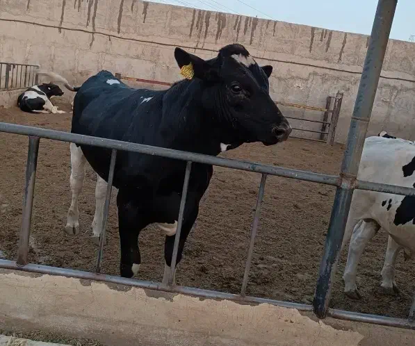 قصاب|خدمات پذیرایی، مراسم|چهاردانگه (تهران), |دیوار