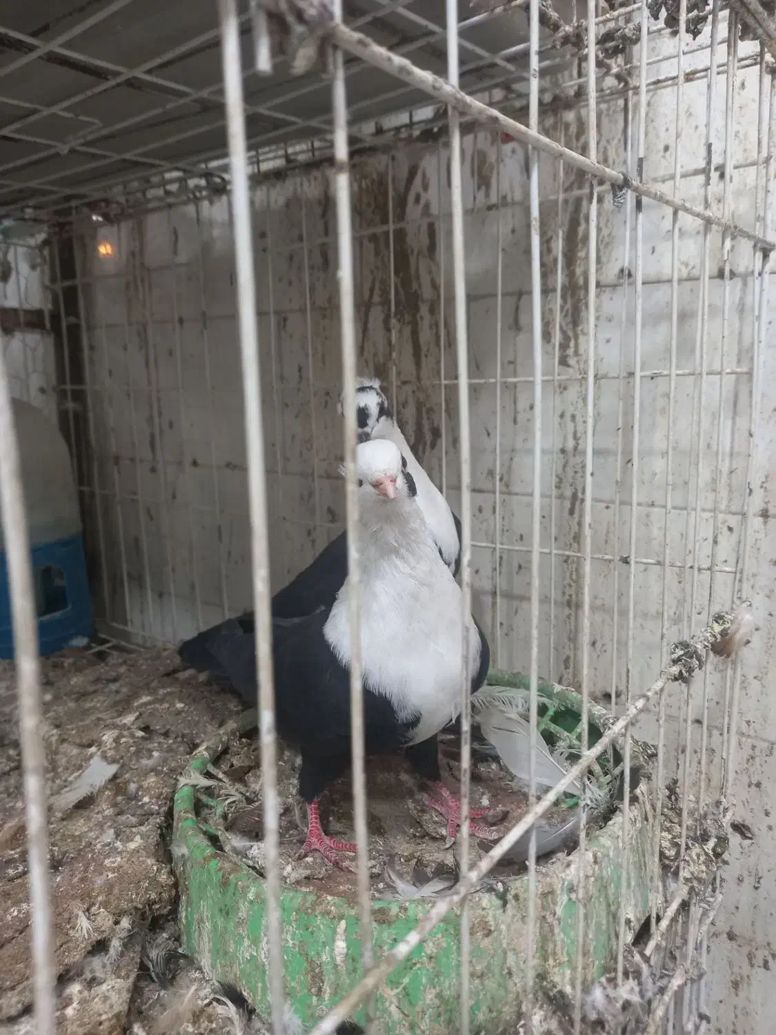 رنگی دوری|پرنده|دزفول, |دیوار