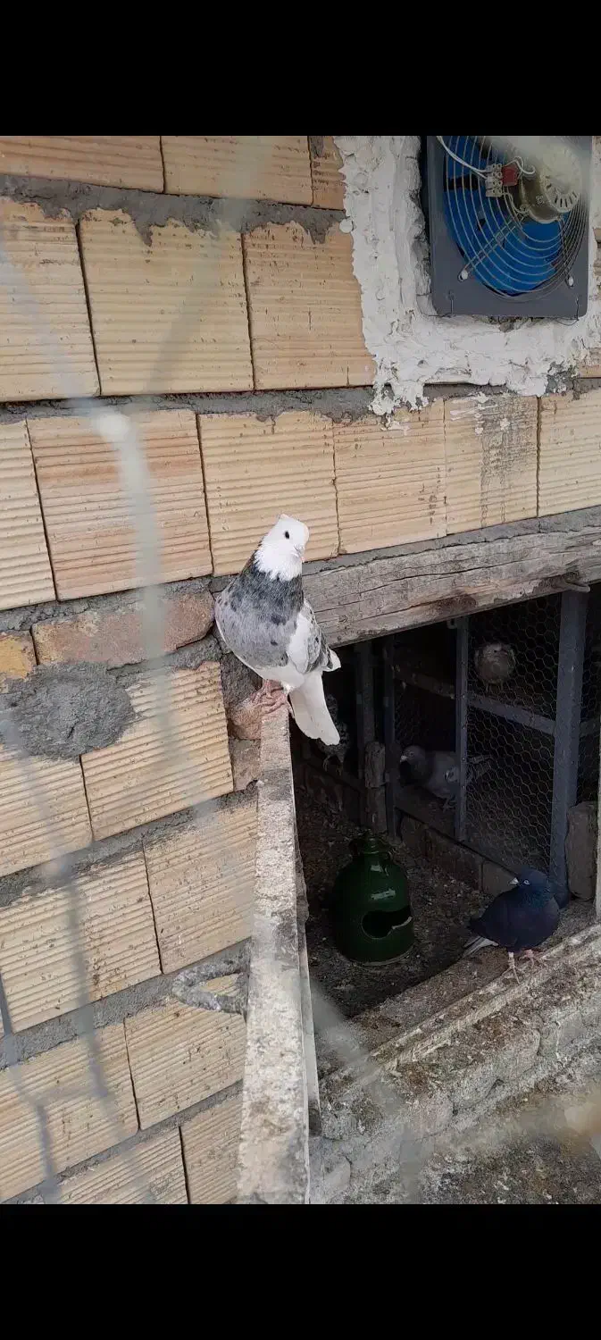 کبوتر طوقی|پرنده|کنگاور, |دیوار