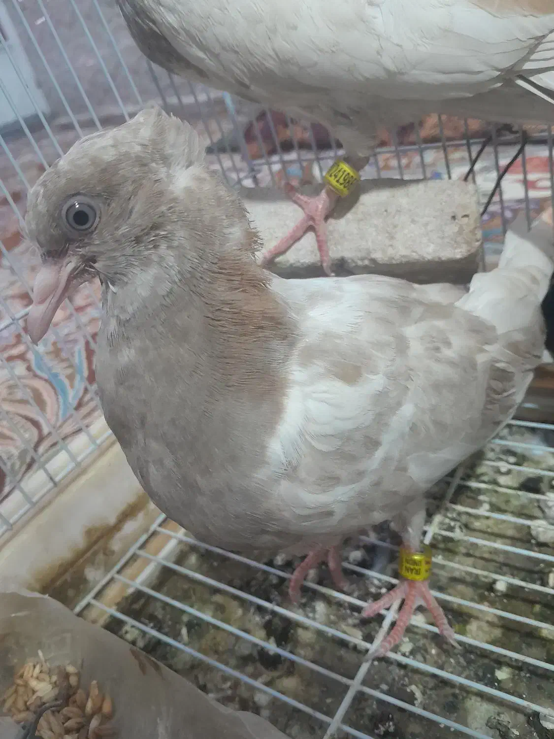 جوجه برای دستی کردن|پرنده|نرماشیر, |دیوار