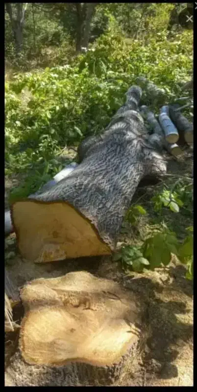 قطع درختان مزاحم|خدمات باغبانی و درختکاری|میناب, |دیوار