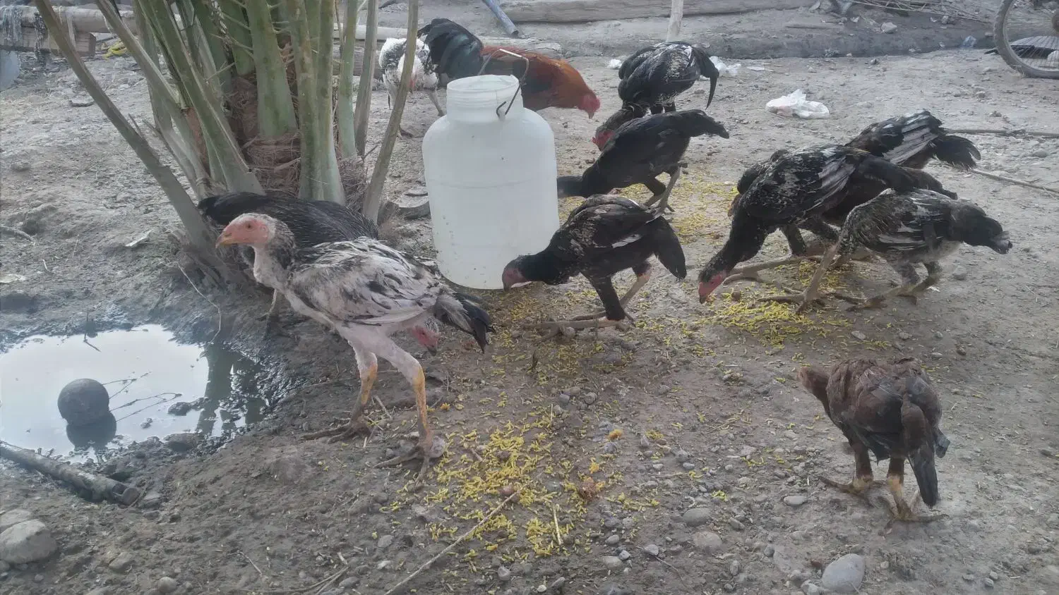 مرغ وخروس|حیوانات مزرعه|میناب, |دیوار