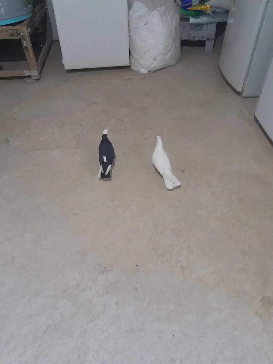 دو عدد ماده یک یک|پرنده|معصومیه, |دیوار