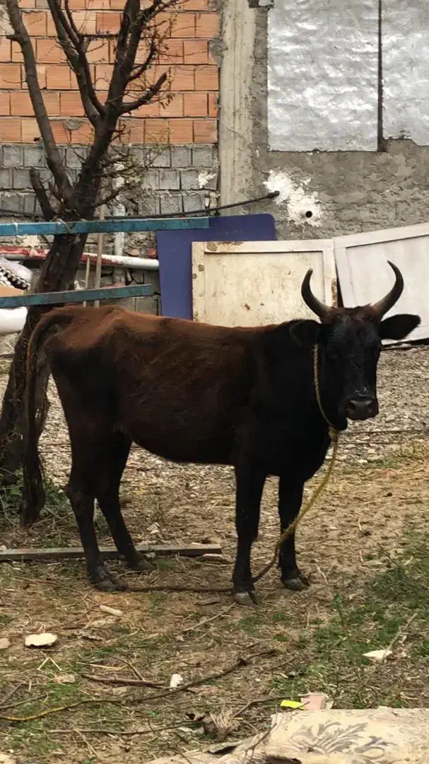 گاو ۷۰ کیلویی سالم و سرحال|حیوانات مزرعه|چالوس, |دیوار