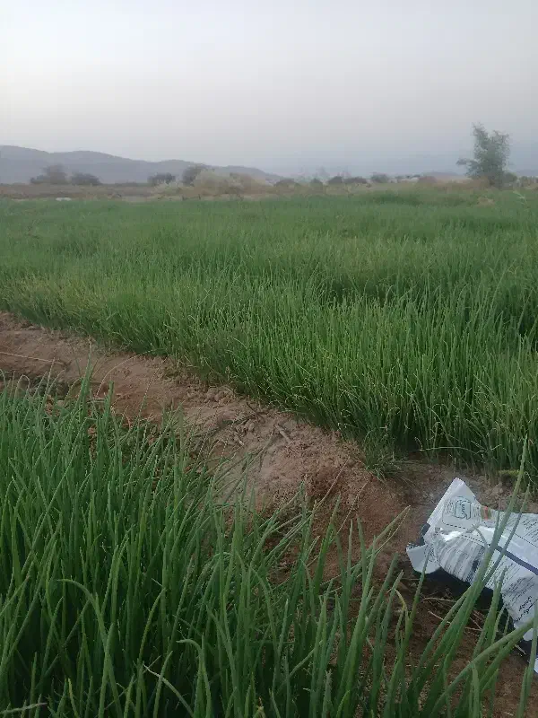 پیاز مینروا دستگیری|خدمات باغبانی و درختکاری|عنبرآباد, |دیوار