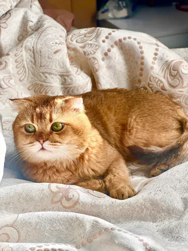 گربه استکاتیش فولد|گربه|میاندوآب, |دیوار