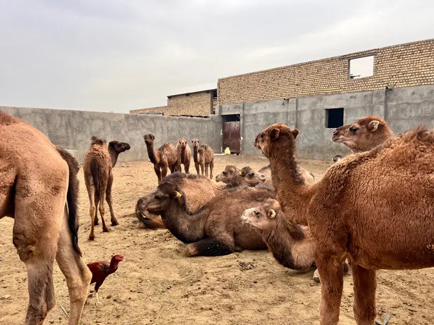 ۲تاشترماده ‌۶تا کره شترنر|حیوانات مزرعه|مشهد, شهرک مهر آباد|دیوار