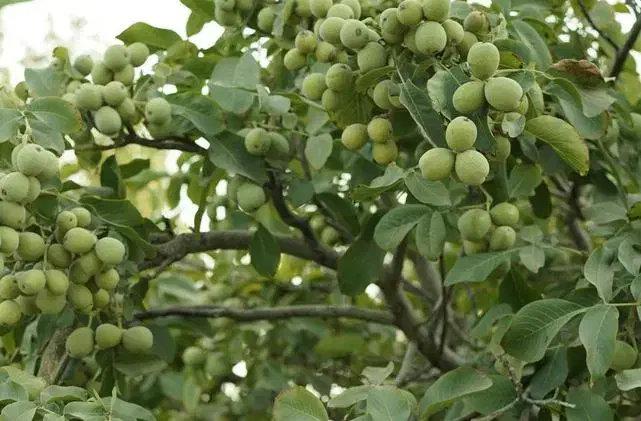 پیش‌فروش نهال گردو درجه یک اصلاح‌شده|حراج|میاندوآب, |دیوار