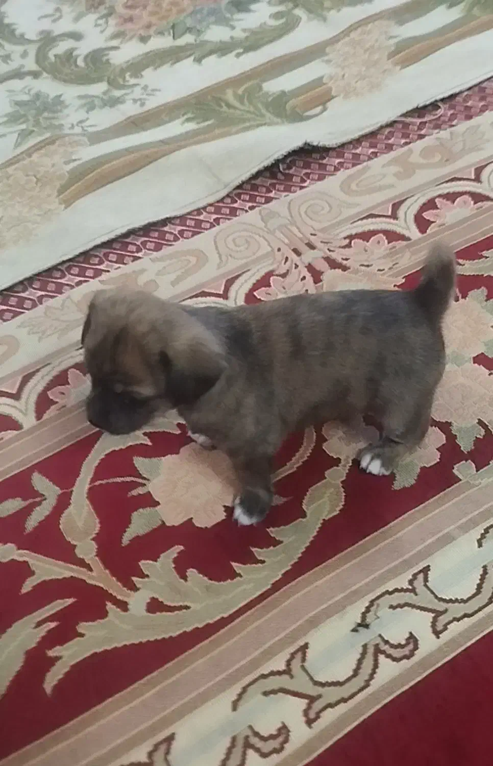 سگ اشپیز پامر روباهی|سگ|فسا, |دیوار