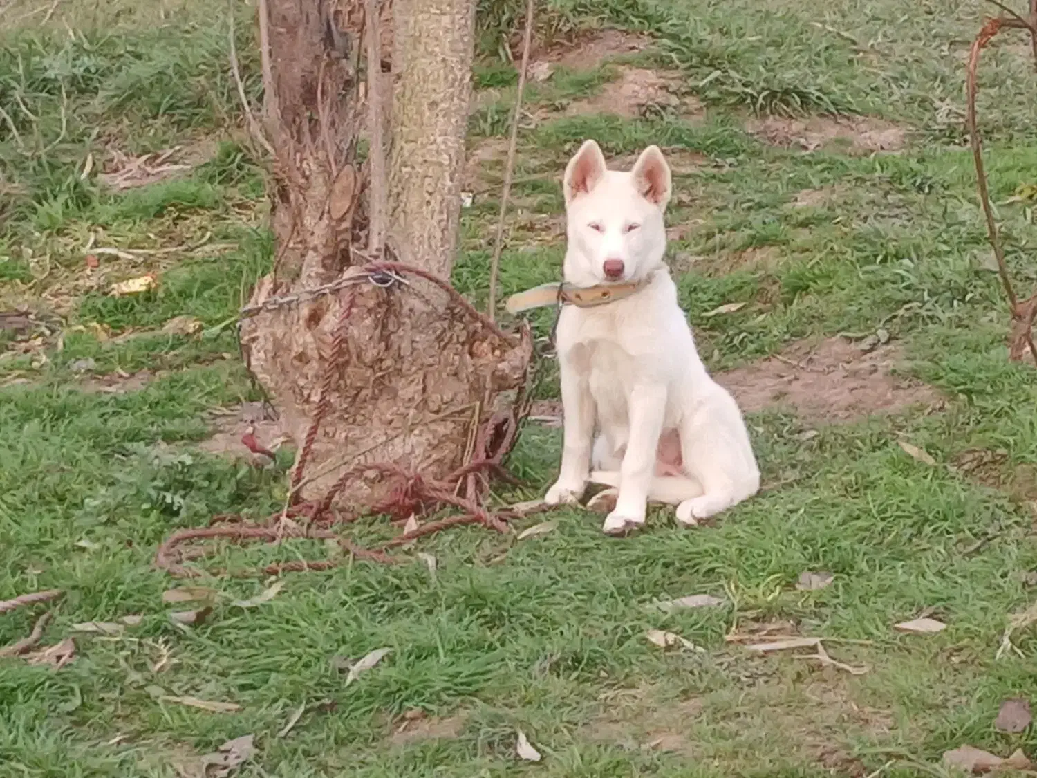 هاسکی سامویید|سگ|رشت, سعدی (تختی)|دیوار