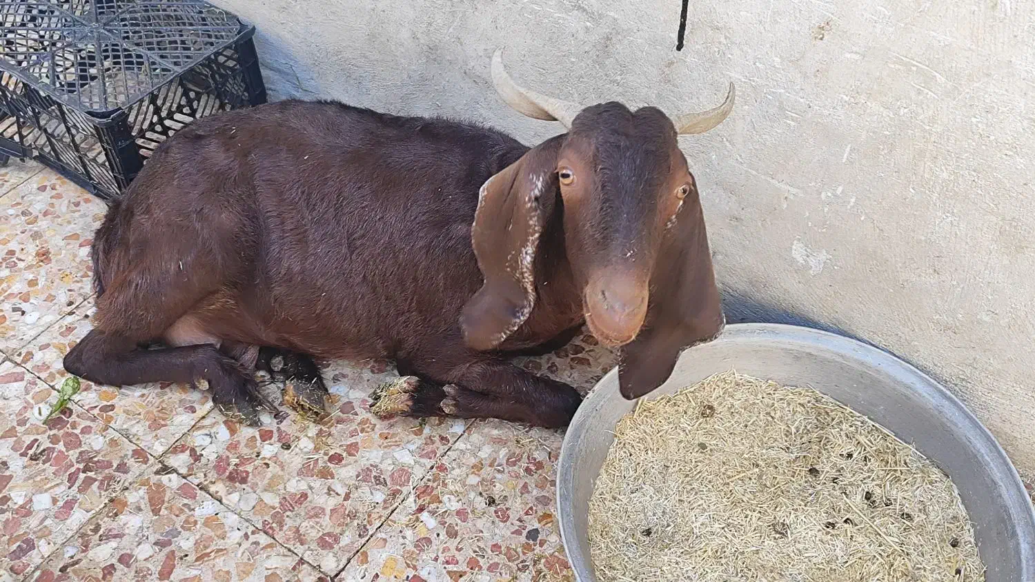 مبلغ 28میلیون|حیوانات مزرعه|ایذه, |دیوار