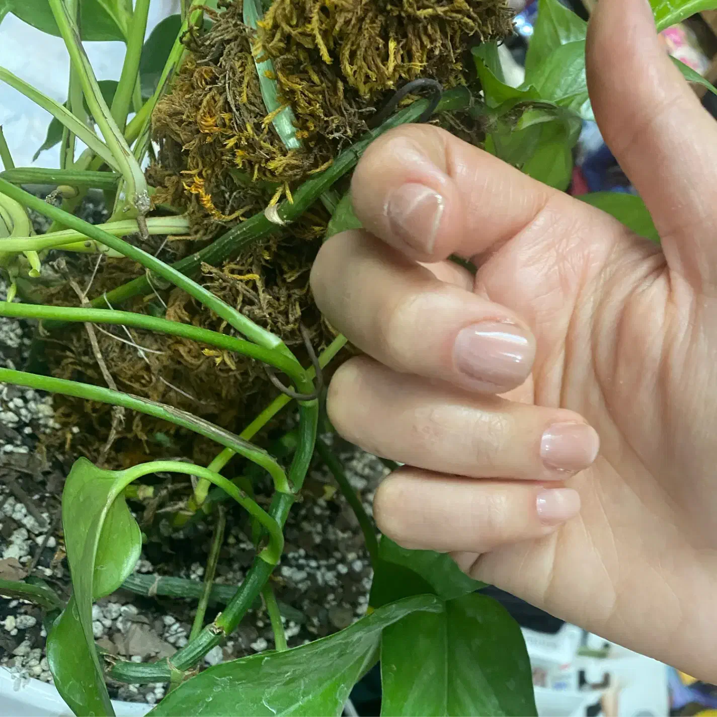 کاشت ناخن|خدمات آرایشگری و زیبایی|قوچان, |دیوار