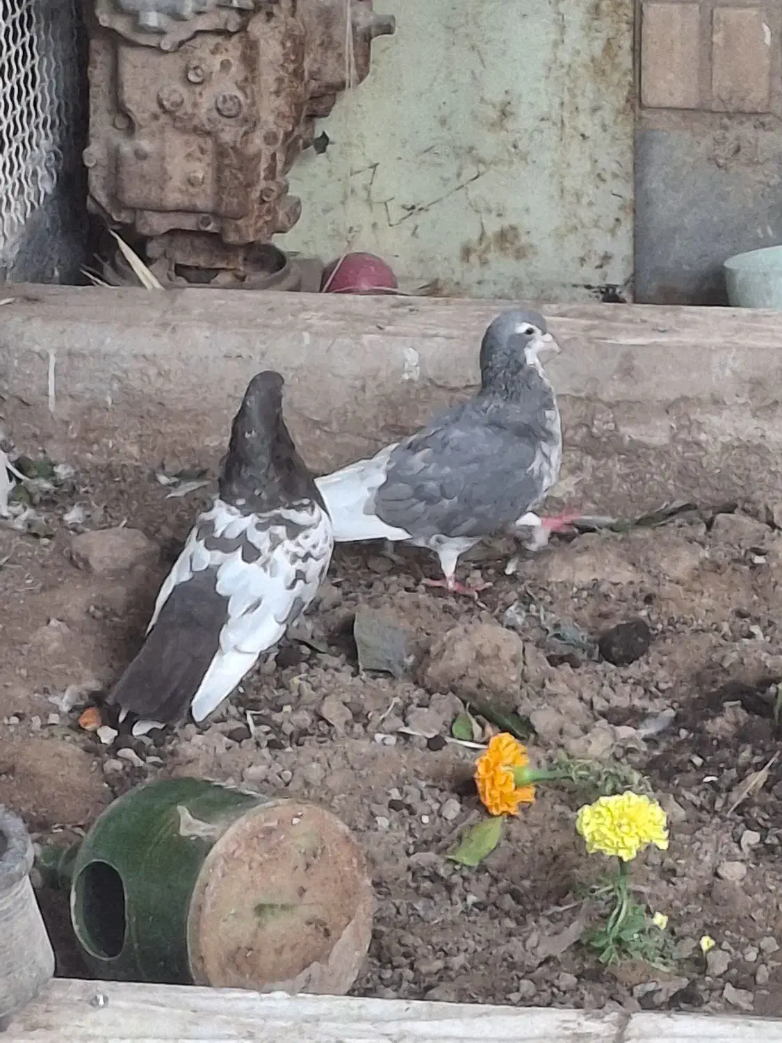 کبوتر|پرنده|اهواز, شریعتی جنوبی|دیوار