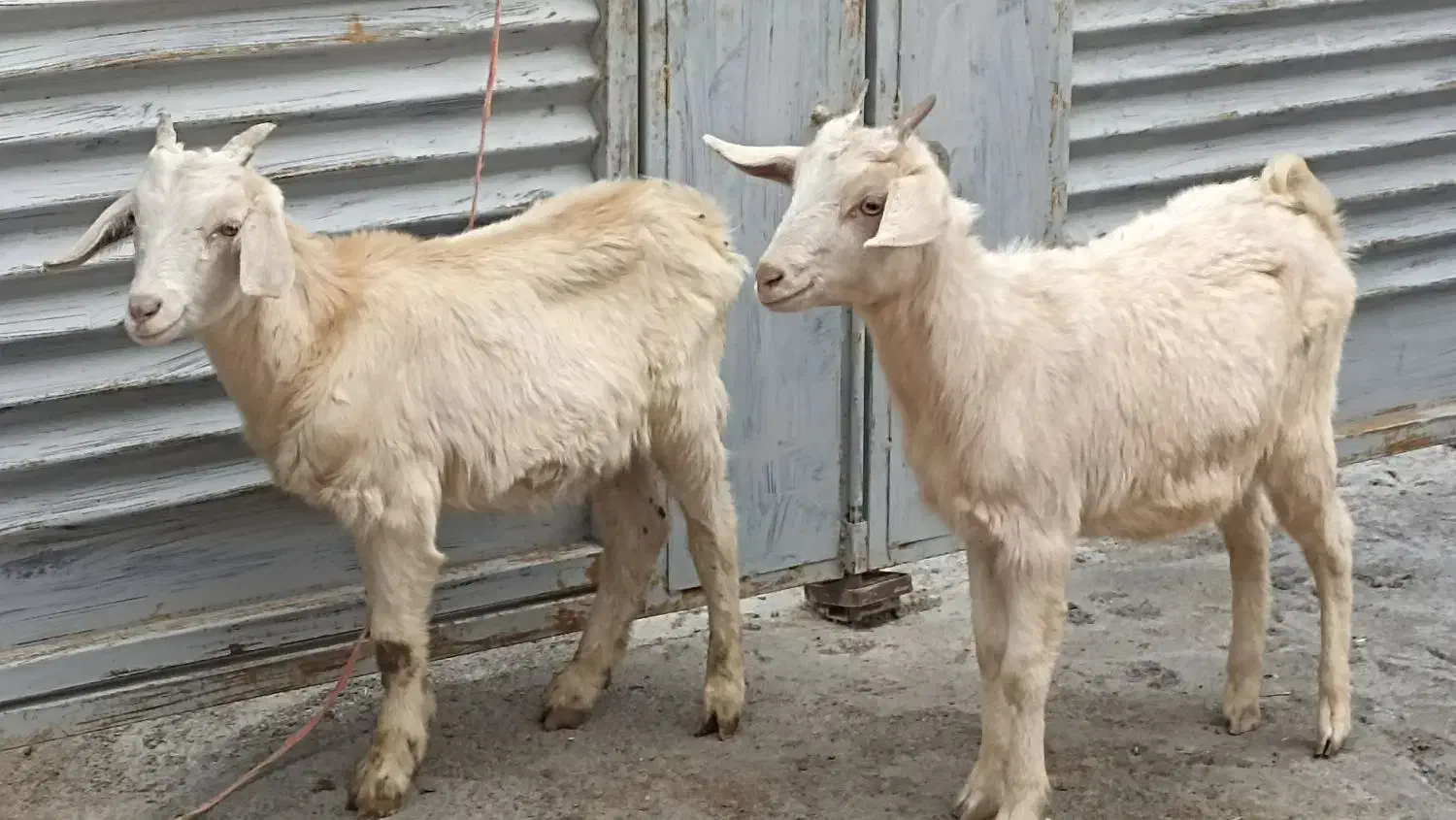 بزغاله کولار سانن|حیوانات مزرعه|سیمین شهر, |دیوار