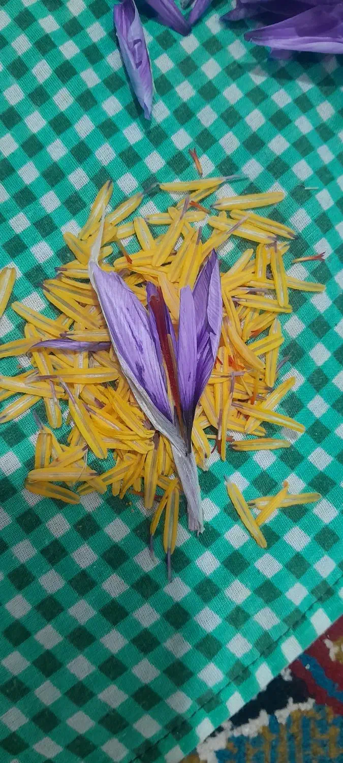 زعفران تازه باگل اعلا درجه یک..محصول شهریار|خوردنی و آشامیدنی|رباطکریم, کیکاور|دیوار