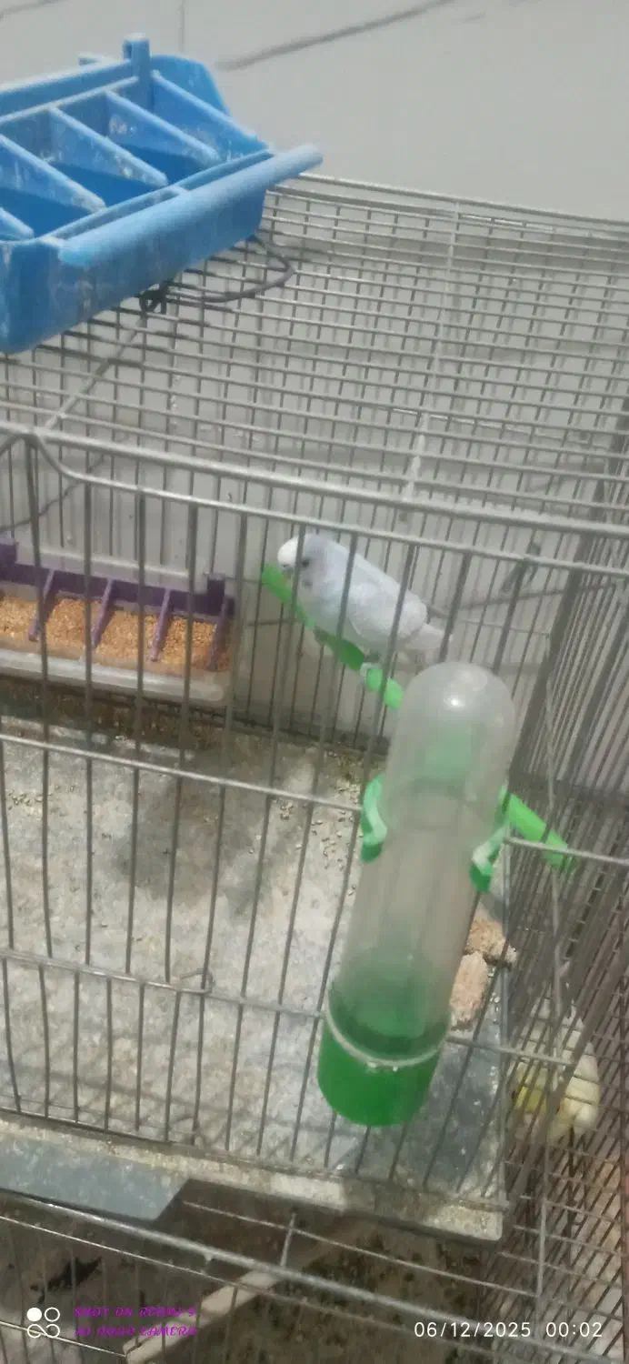 پرنده مرغ عشق تنها|پرنده|داران, |دیوار