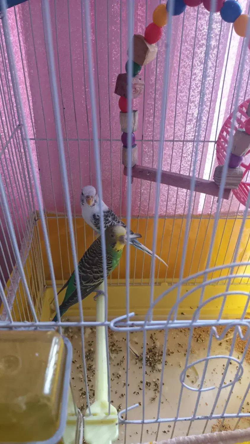 دو تا مرغ عشق|پرنده|ایلام, |دیوار