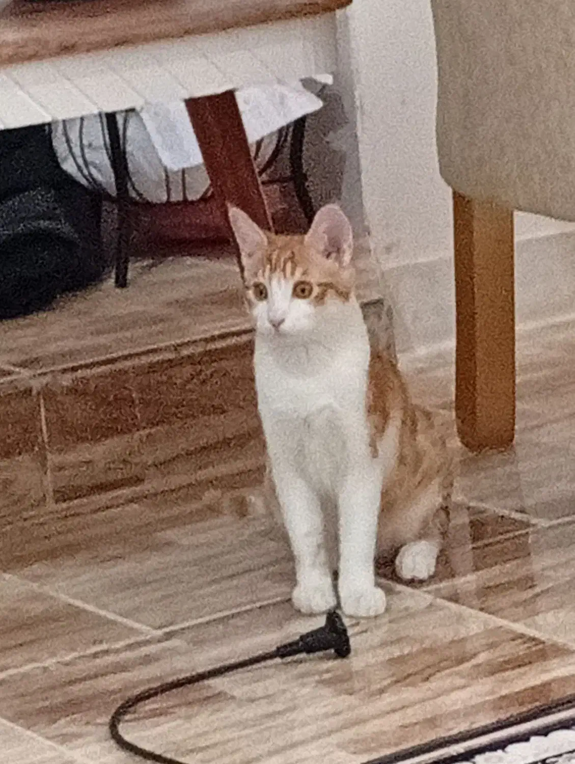 گربه|گربه|ارومیه, |دیوار