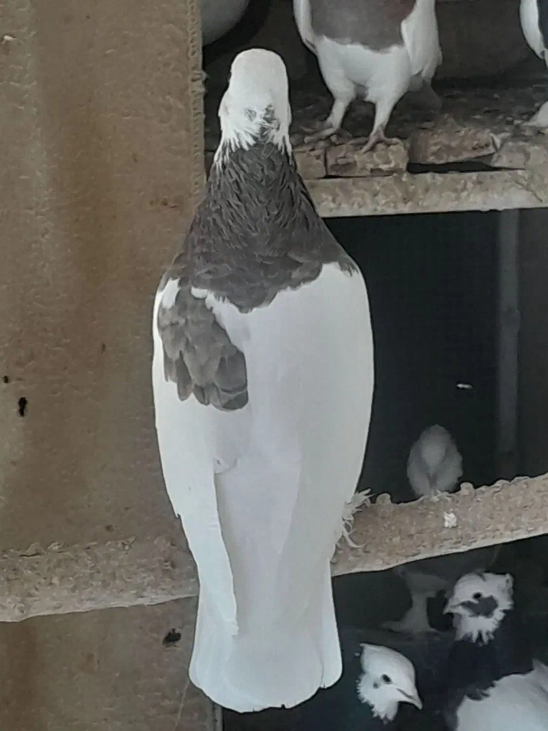 طوق سوسنی|پرنده|استهبان, |دیوار