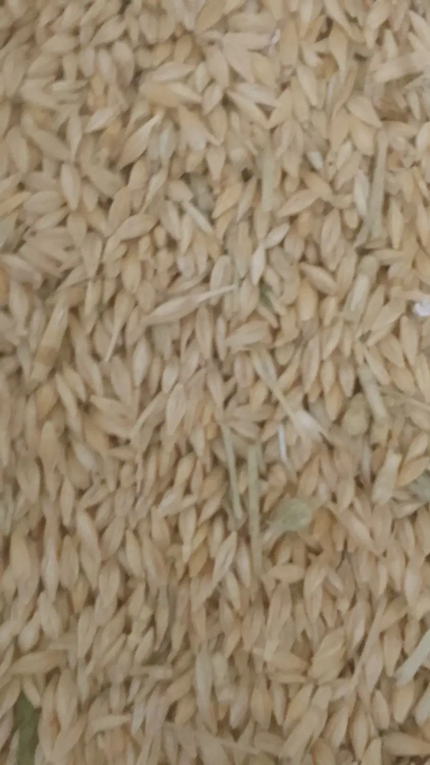 جو.|گل و گیاه طبیعی|قوچان, |دیوار