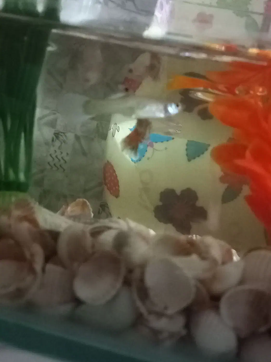 ماهی‌گوپی|ماهی|نظرآباد, شهرک سید جمال الدین|دیوار