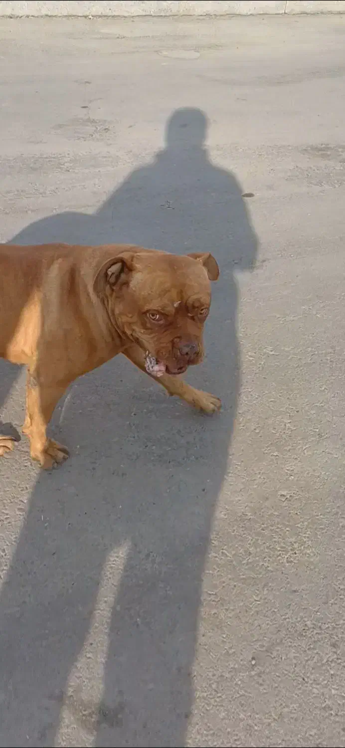 سگ گمشده|حیوانات|پاکدشت, پاکدشت (مامازند)|دیوار