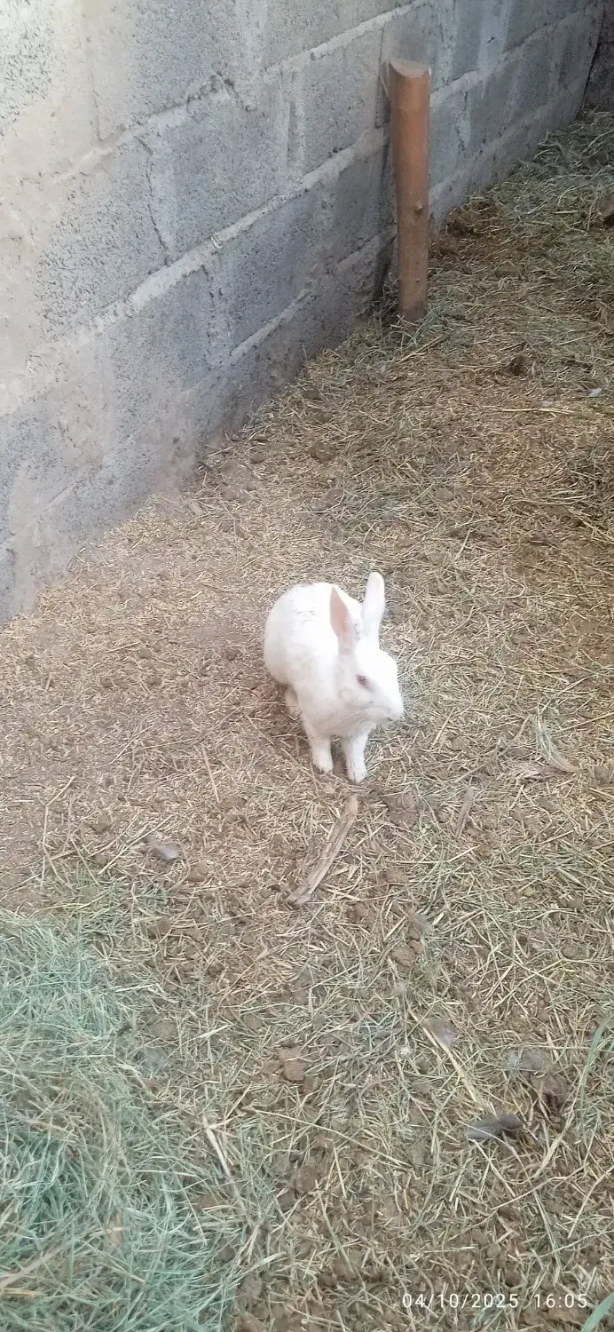 خرگوش چشم گیلاسی|موش و خرگوش|نرماشیر, |دیوار