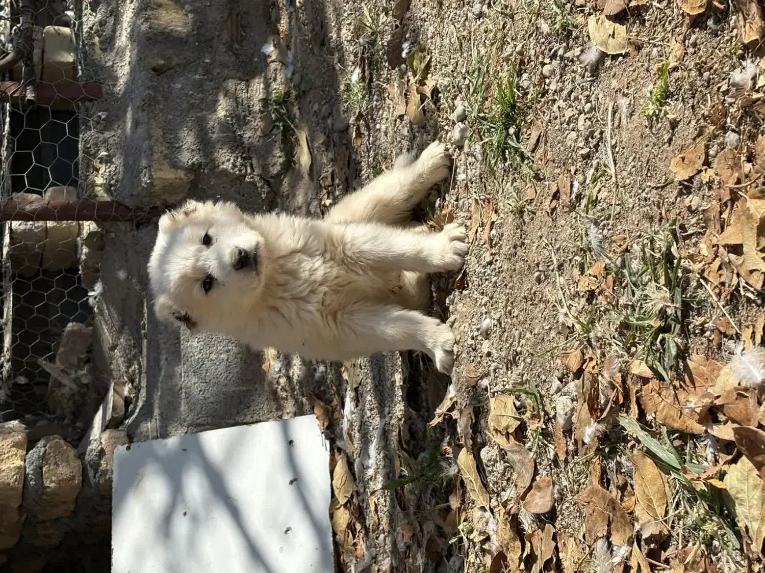 توله قدرجونی|سگ|مبارکه, |دیوار