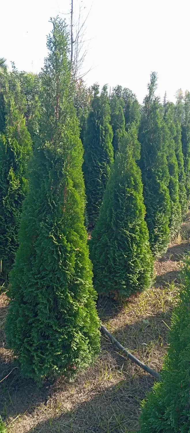 گلهای فضای باز (بیرونی)|گل و گیاه طبیعی|کلاچای, |دیوار