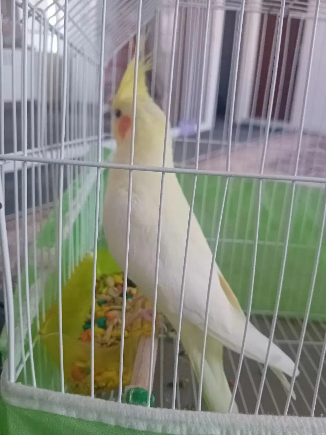 عروس هلندی|پرنده|بروجرد, |دیوار