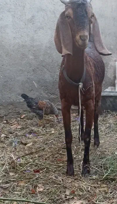 یک بز ماده پاکستانی اصل سالم سالم سالم|حیوانات مزرعه|مشهد, امیرآباد|دیوار