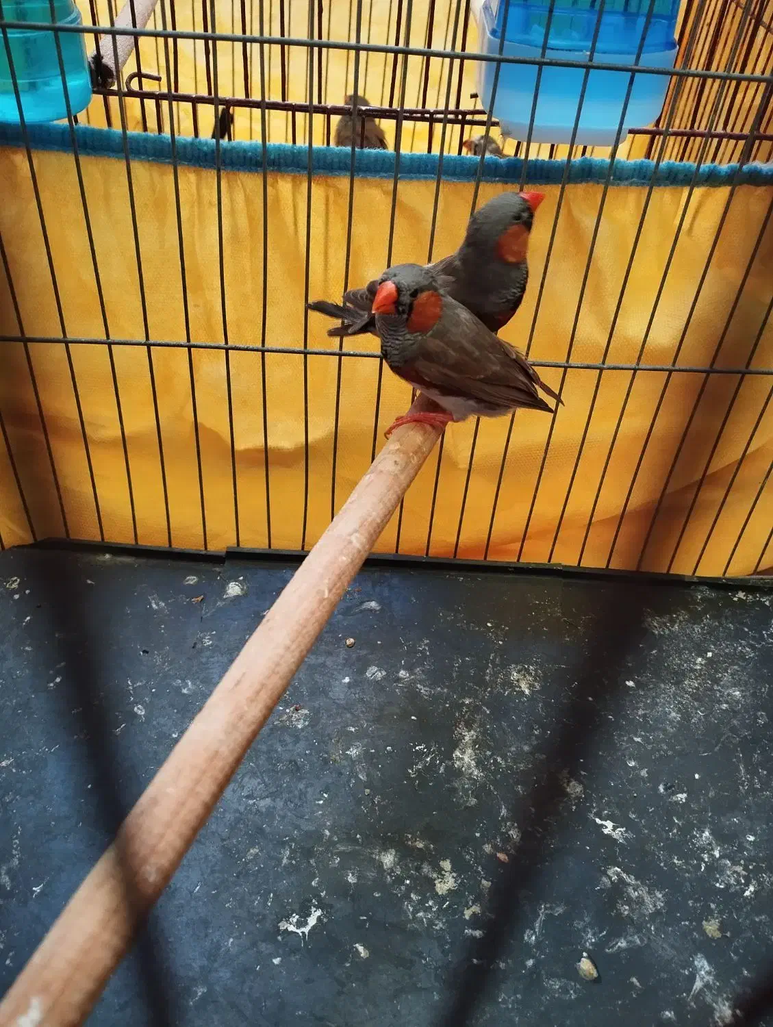 فنچ|پرنده|بندرعباس, |دیوار