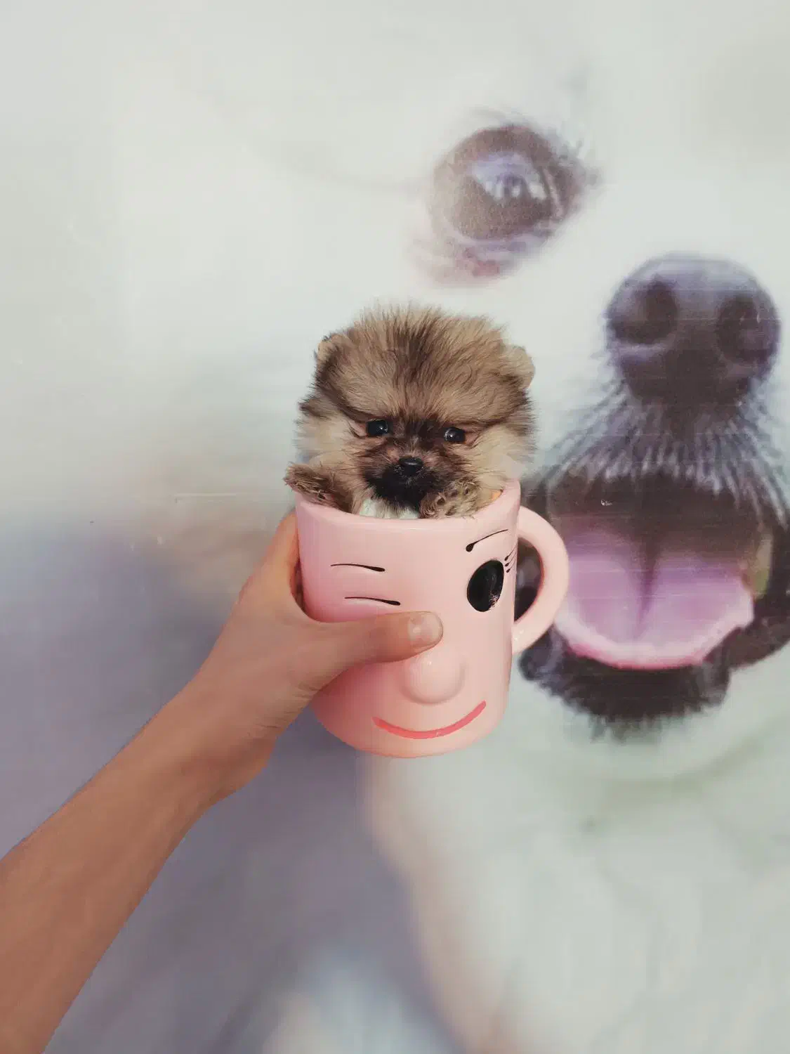 پامرین/مالتیز/شیتزو|سگ|اردبیل, |دیوار