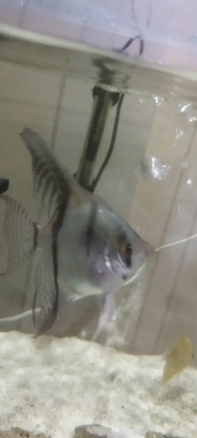 چهار عدد انجل تایگر|ماهی|اصفهان, مسجد مصلی|دیوار