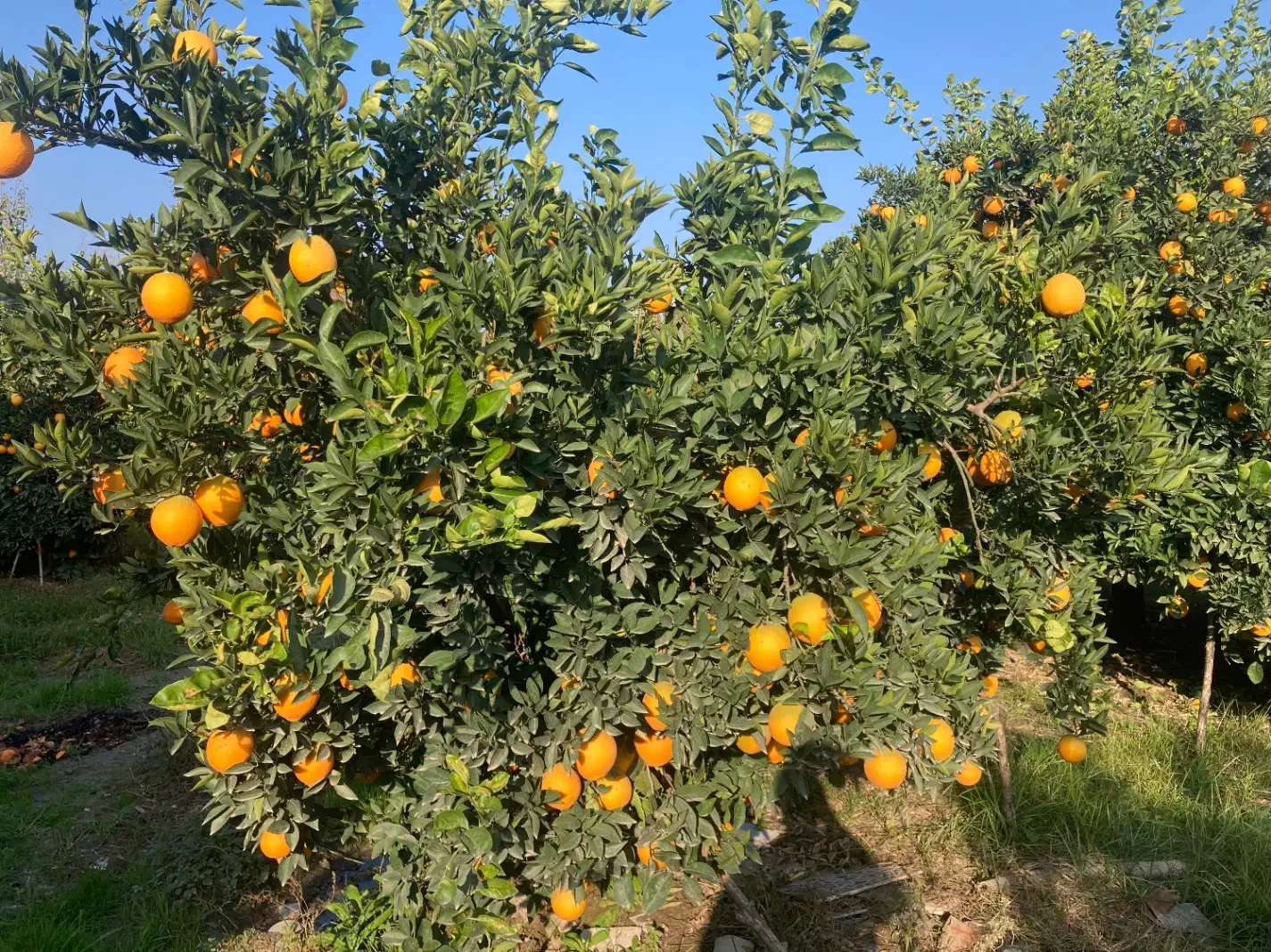 پرتقال تامسون و خونی|عمدهفروشی|گرگان, |دیوار